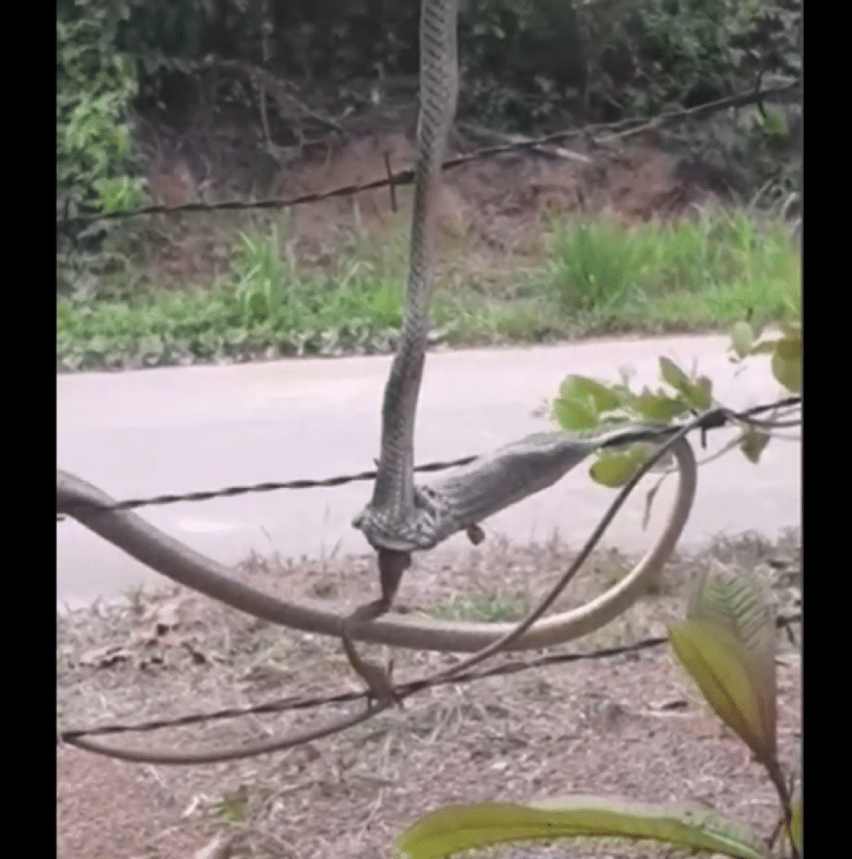 As imagens mostram as duas cobras penduradas entre um pé de caju e uma cerca de arame farpado e ambas, com suas presas cravadas no corpo da pobre e indefesa perereca.