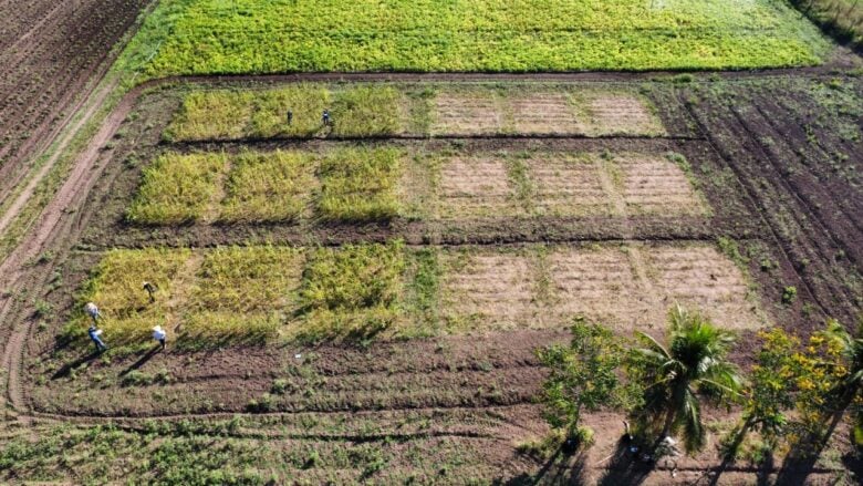 Produção de gergelim em Mato Grosso  - Foto por: Arquivo/Pesquisador