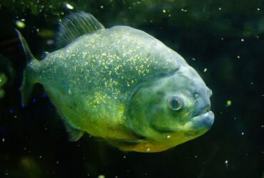 Todas as piranhas têm uma única fileira de dentes afiados em ambos os maxilares. Os dentes são bem embalados e interligados e são usados ​​para perfuração rápida e corte.