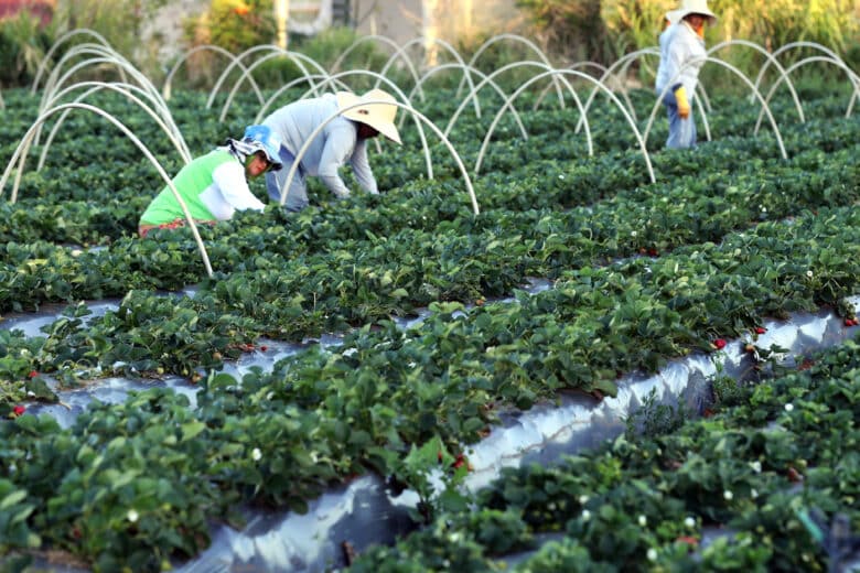 Brazlândia (DF) - Em setembro, diversas cidades do país promovem a festa do morango. Com tecnologia, agricultores conseguem colher a fruta o ano todo (Valter Campanato/Agência Brasil)