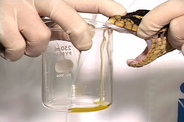 São Paulo (SP) - Extração de veneno de serpente peçonhenta para a fabricaçao do soro antiofídico. Foto: Instituto Vital Brasil