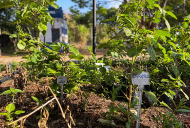 A horta é cultivada pelos estudantes e professores da Escola Técnica Estadual de Sinop.  - Foto por: Marcos Salesse