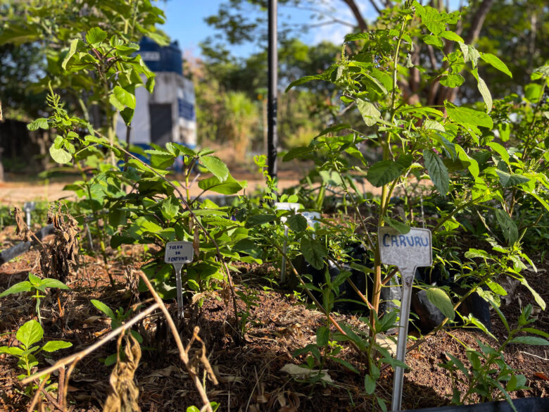 A horta é cultivada pelos estudantes e professores da Escola Técnica Estadual de Sinop.  - Foto por: Marcos Salesse