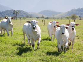 protocolo entre brasil e indonesia abre mercados para o agro brasileiro