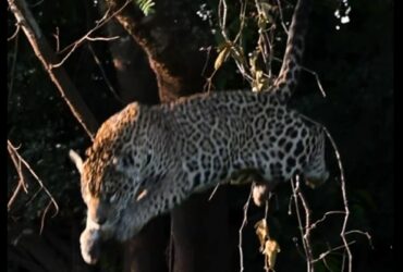 Além de possuir uma força excepcional, a onça-pintada é a que possui maior poder em suas mordidas, entre os grandes felinos do planeta.