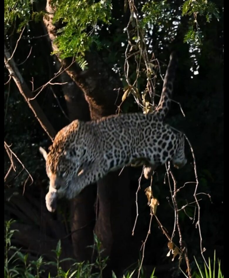 Além de possuir uma força excepcional, a onça-pintada é a que possui maior poder em suas mordidas, entre os grandes felinos do planeta.