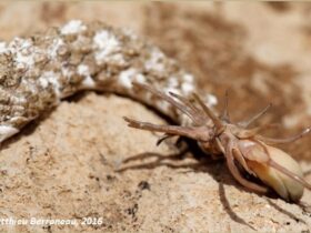 A cobra da espécie Pseudocerastes urarachnoides é uma víbora peçonhenta com uma das mais elaboradas estratégias visando a captura de presas.