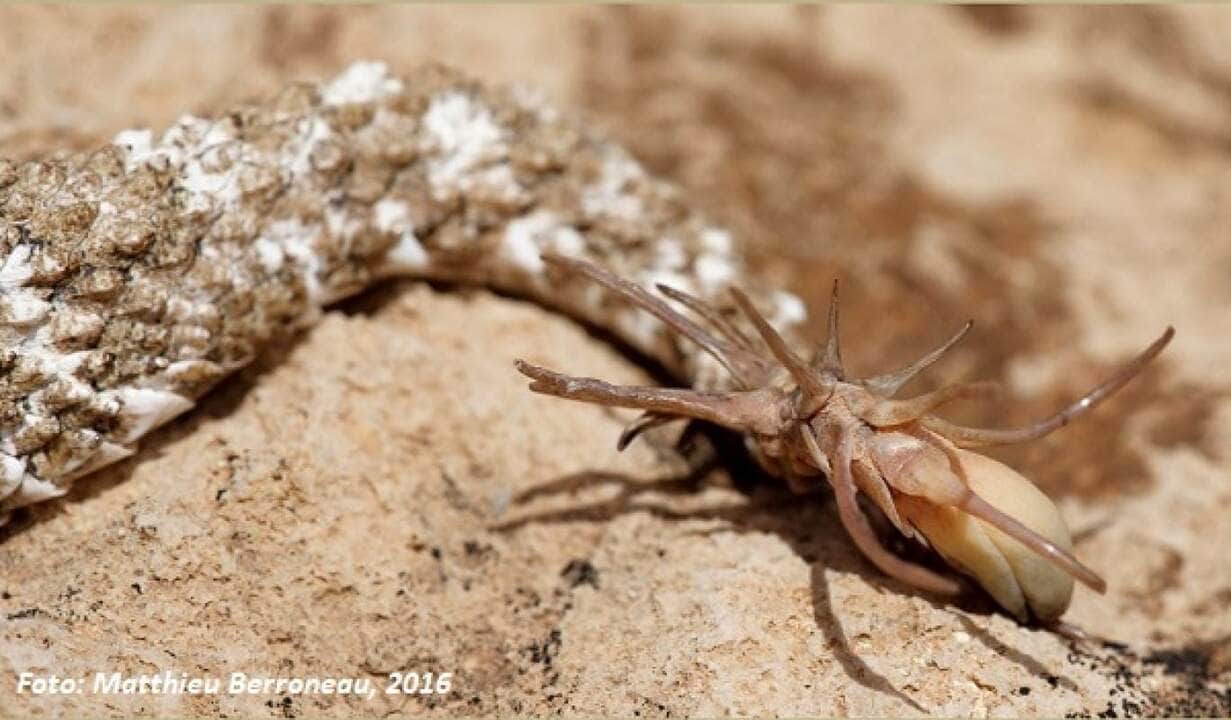 A cobra da espécie Pseudocerastes urarachnoides é uma víbora peçonhenta com uma das mais elaboradas estratégias visando a captura de presas.
