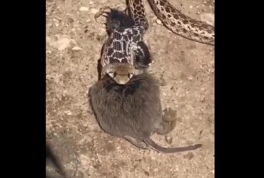 Mesmo ferida mortalmente, a cobra ainda se mexeu por vários minutos. A cena realmente é impressionante. 