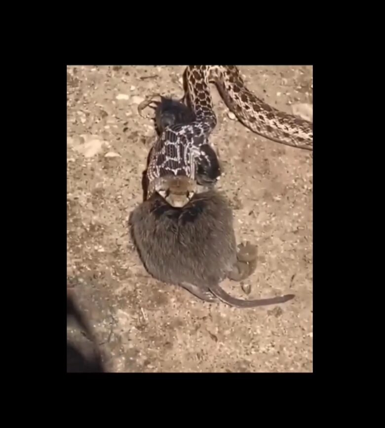 Mesmo ferida mortalmente, a cobra ainda se mexeu por vários minutos. A cena realmente é impressionante. 