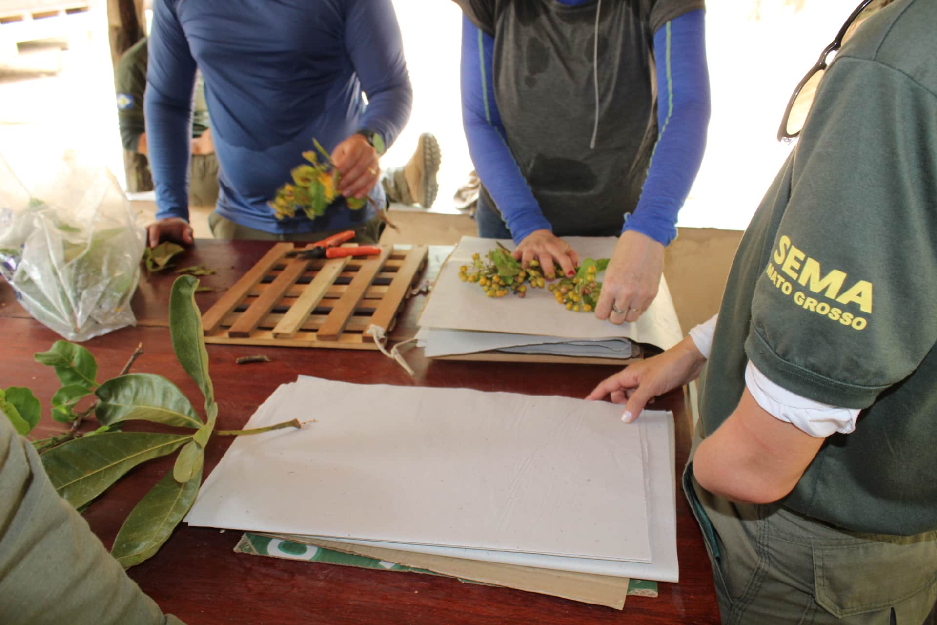 sema mt capacita servidores sobre classificacao de especies botanicas do cerrado interna 1 2023 10 07 367103106