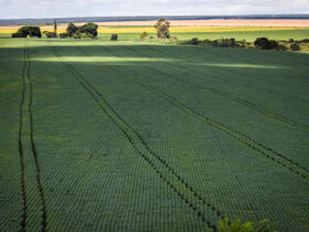 preço mínimo para produtos agrícolas