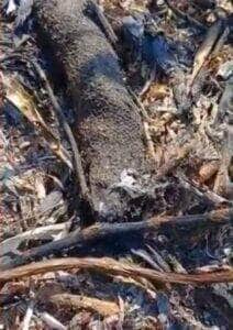 Imagem chocante mostra ovos expelidos por sucuri que tentava fugir de incêndio