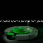 treinador passa apuros ao lidar com jacare video 1084152