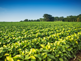 valor bruto da producao agropecuaria de 2023 e estimado em r 1 216 trilhao