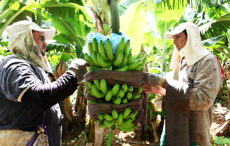 Valor da Produção Agropecuária é atualizado para R$ 1,142 trilhão este ano