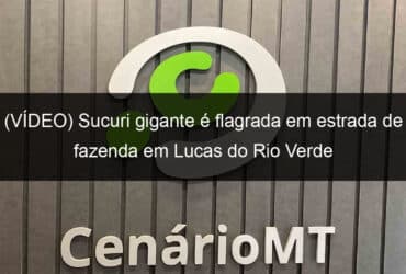 video sucuri gigante e flagrada em estrada de fazenda em lucas do rio verde 905644