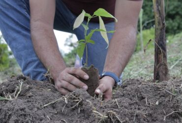 O evento é uma parceria entre o Instituto Centro de Vida (ICV) e a Secretaria de Estado de Meio Ambiente (Sema-MT).               Crédito - ICV