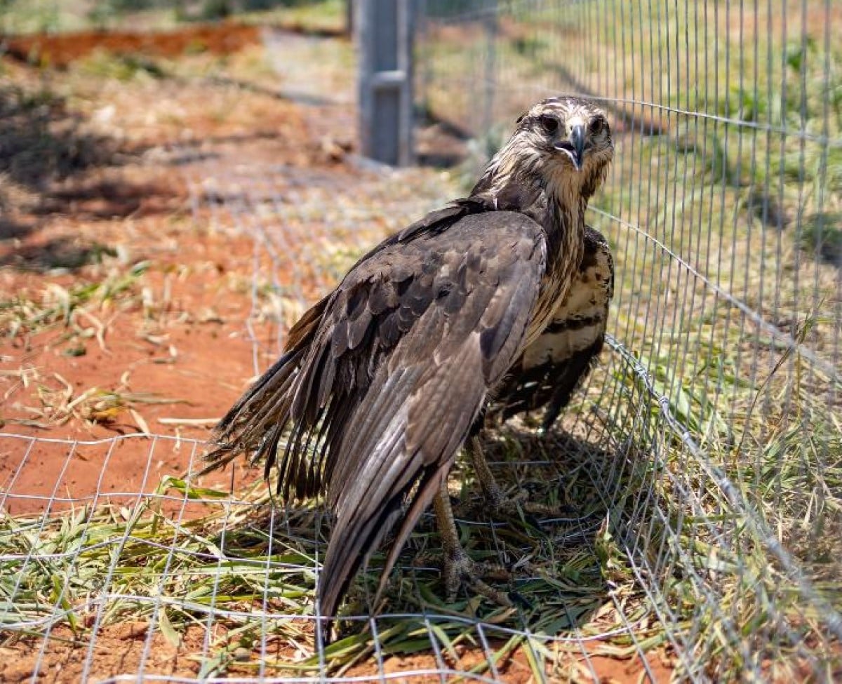 A águia-cinzenta é uma espécie de ave de rapina da família dos acipitrídeos ameaçada de extinção do centro-leste da América do Sul, encontrando-se na Argentina, Bolívia, Paraguai e Brasil.