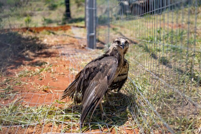 A espécie Urubitinga Coronata, conhecida popularmente como águia-cinzenta, é uma ave grande, sendo que o adulto pode chegar 85 centímetros e pesar até 3,5 kg.