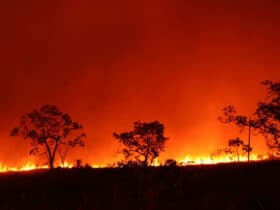 Incêndios no Pantanal atingem níveis alarmantes