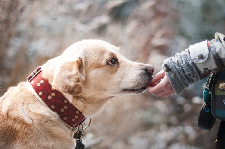 Conviver com um pet faz muito bem para a saude do ser humano Pixabay 1