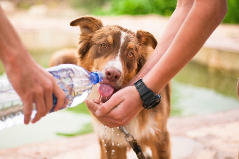 E preciso proteger os pets das fortes ondas de calor Pixabay 2