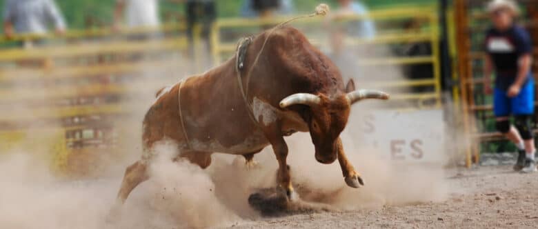 Tragédia em rodeio: Jovem de 17 anos morre após ser pisoteado por boi durante prova de montaria em Mato Grosso