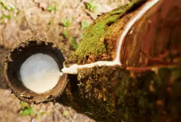 Leilao de apoio a comercializacao de borracha esta marcado para dia 16