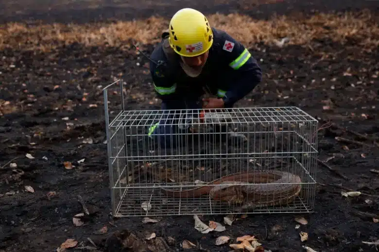 Raro lagarto "Víbora do Pantanal" é resgatado após incêndios no Pantanal de Mato Grosso Foto: Amanda Perobell