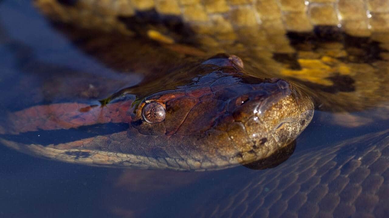 As sucuris ajudam a manter o equilíbrio do ecossistema, reciclando nutrientes e dispersando sementes.