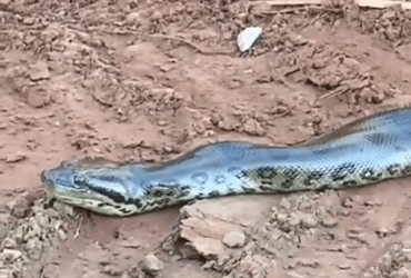 A sucuri-verde é uma cobra semi-aquática, o que significa que passa parte do tempo na água e parte do tempo na terra.