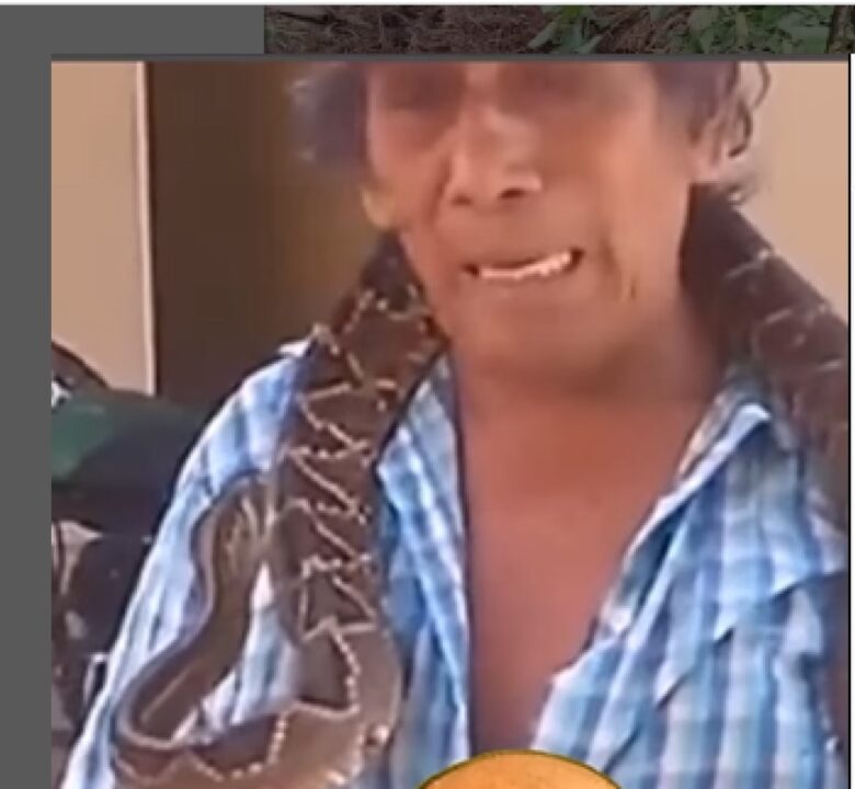 A cobra cascavel (Crotalus e Sistrurus) é uma serpente peçonhenta que possui chocalho na cauda, sendo o grande diferencial das demais cobras.