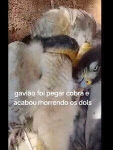 Gaviões são aves de rapina da família Accipitridae, que também inclui as águias. Eles são geralmente de tamanho médio a grande, com corpo robusto e asas largas.