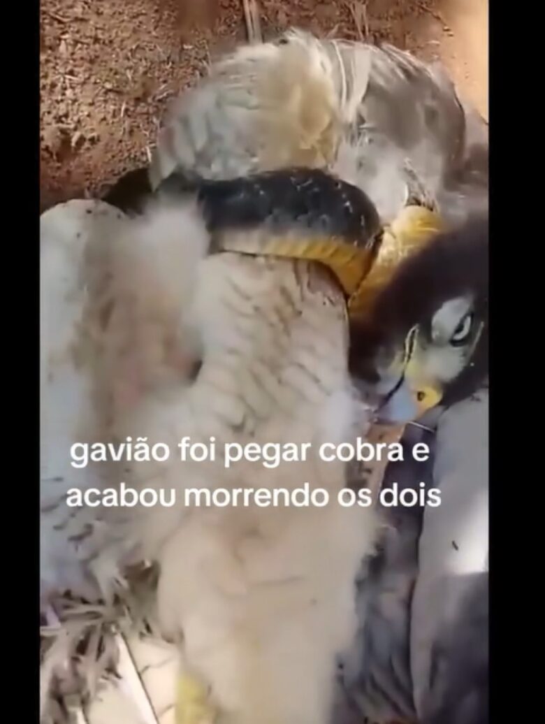 Gaviões são aves de rapina da família Accipitridae, que também inclui as águias. Eles são geralmente de tamanho médio a grande, com corpo robusto e asas largas.