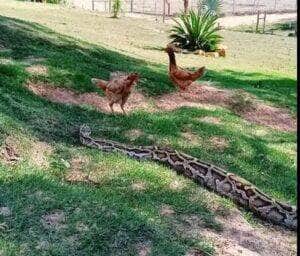 Galinha curiosa arrisca a vida ao encarar cobra píton