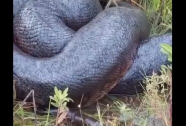 A sucuri é um animal temido por muitos, mas no Pantanal ela é considerada uma espécie importante e respeitada.