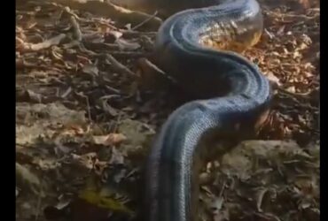 A sucuri é uma cobra aquática, e passa a maior parte de sua vida na água. Ela é capaz de nadar com grande velocidade e agilidade, e pode permanecer submersa por longos períodos de tempo.