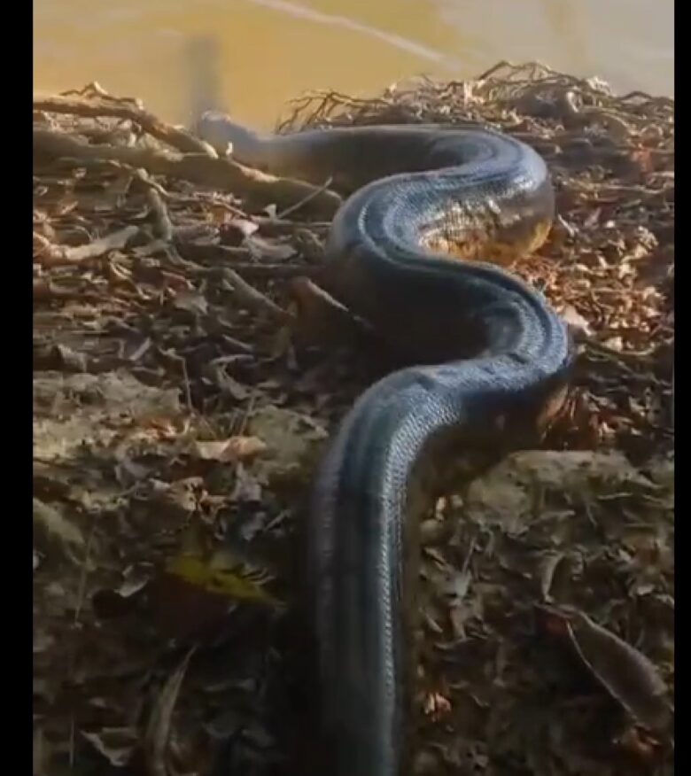 A sucuri é uma cobra aquática, e passa a maior parte de sua vida na água. Ela é capaz de nadar com grande velocidade e agilidade, e pode permanecer submersa por longos períodos de tempo.