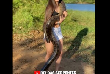 Em geral, a sucuri é uma cobra considerada dócil. Ela é uma serpente não-peçonhenta.