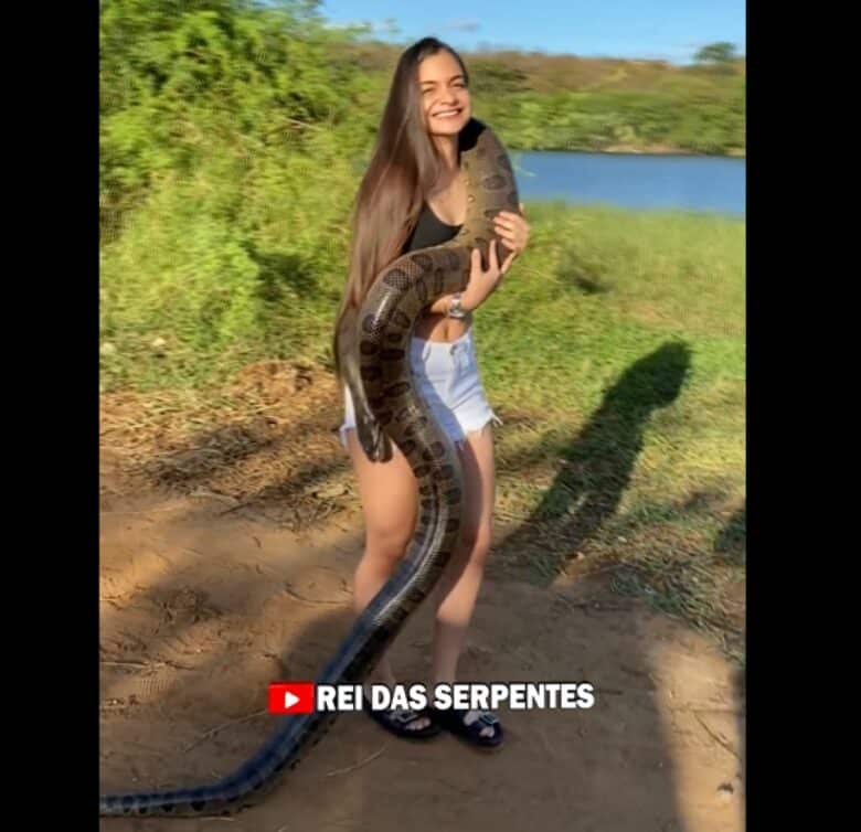 Em geral, a sucuri é uma cobra considerada dócil. Ela é uma serpente não-peçonhenta.