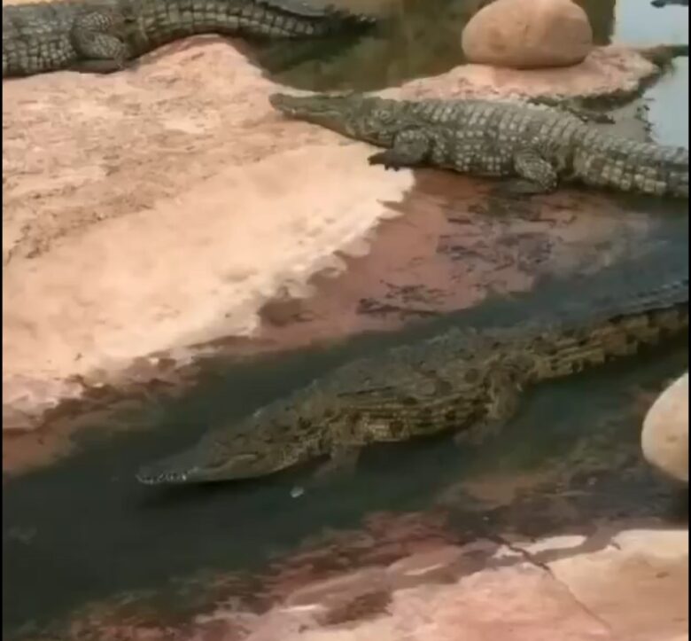 Jacarés são predadores oportunistas e se alimentam de uma variedade de presas, incluindo peixes, aves, mamíferos e até outros répteis.