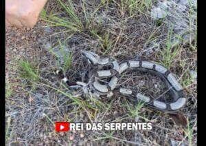 Logo após a eclosão dos ovos, os filhotes de jiboia já são capazes de se locomover e se alimentar por conta própria.