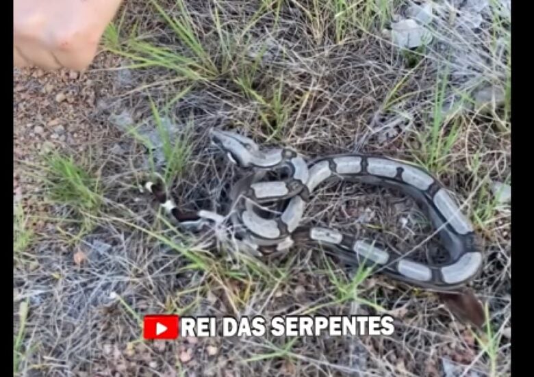 Logo após a eclosão dos ovos, os filhotes de jiboia já são capazes de se locomover e se alimentar por conta própria.