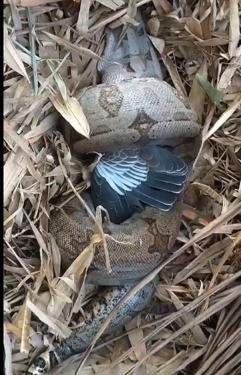 O tempo que leva para a jiboia matar sua presa varia de acordo com o tamanho da presa e da jiboia.