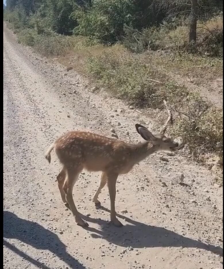 O veado é um mamífero ruminante da família Cervidae. Eles são encontrados em todo o mundo, exceto na Austrália e na Antártida.