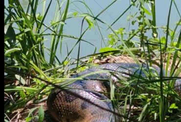 Sim, a sucuri gosta de tomar sol. Assim como os crocodilos, as sucuris são animais ectotérmicos, ou seja, não possuem mecanismos internos para regular a temperatura corporal.