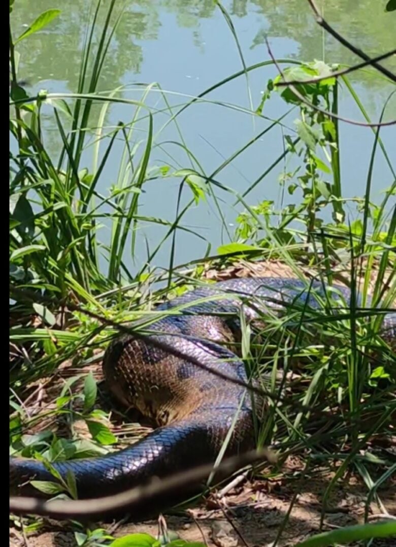 Sim, a sucuri gosta de tomar sol. Assim como os crocodilos, as sucuris são animais ectotérmicos, ou seja, não possuem mecanismos internos para regular a temperatura corporal.