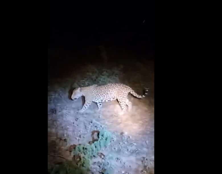 Em geral, a onça-pintada tem hábitos crepusculares e noturnos, sendo mais ativa ao anoitecer e ao amanhecer.