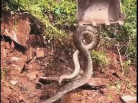 Mostrando muita agilidade ao manusear o equipamento, o trabalhador remove cuidadosamente as pedras de cima da sucuri.